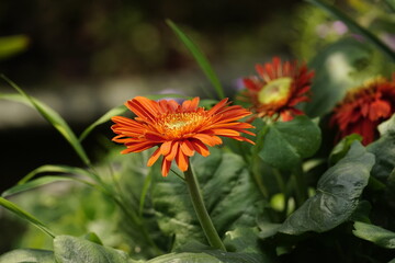 Red gerberas bloom in the garden