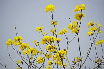 Obraz premium Yellow Tabebuia aurea flowers bloom against the blue sky