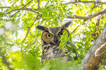 Owl perched on a tree branch gazes directly at the camera