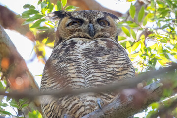 Owl perched on a tree branch gazes directly at the camera