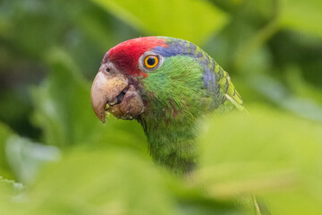 a close up of a parrot in leaves, with one eye open