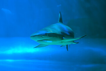 Diving with great sharks. Large white shark. Ready to attack its prey Grey reef shark Carcharhinus...