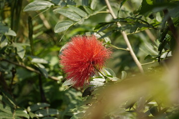 Close-up of Calliandra tree in the garden