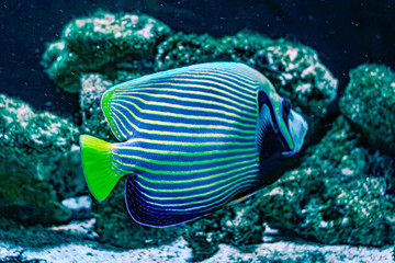 The emperor angelfish omacanthus imperator is a species of marine angelfish. It is a reef-associated fish