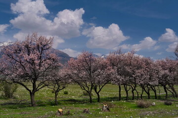 Kyrgyzstan. View of the blooming apricot trees on the desert hills along the Bishkek - Lake...
