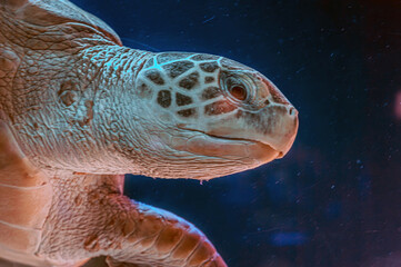 photo of Sea turtle in the Galapagos island. Green sea turtle swimming peacefully along the...