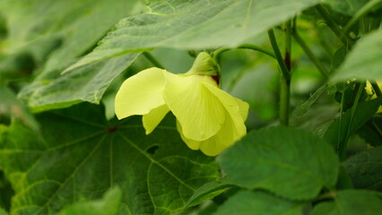 Yellow Abelmoschus moschatus flowers bloom naturally