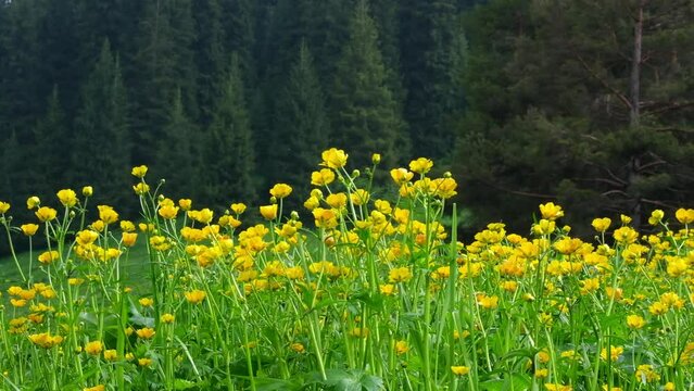 large clearing of beautiful wild yellow Buttercup flowers, near a spruce forest in the spring mountains.