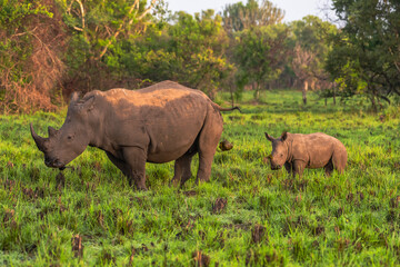 Fototapeta premium White rhinoceros (Ceratotherium simum) with calf in natural habitat, South Africa