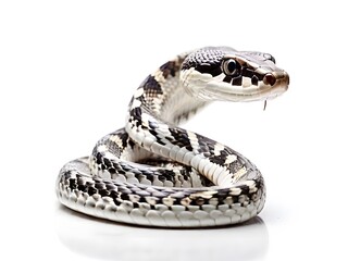 A Common Krait snake on a white background. AI generated image