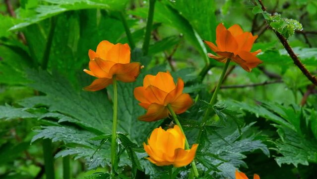 Beautiful orange flower of Asian double buttercup, flower or Trollius asiaticus or troll flower in spring meadow close up