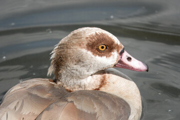 close up portrait of Egyptian goose Alopochen aegyptiaca on the water