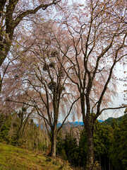 山の斜面に咲く大きな桜の木
