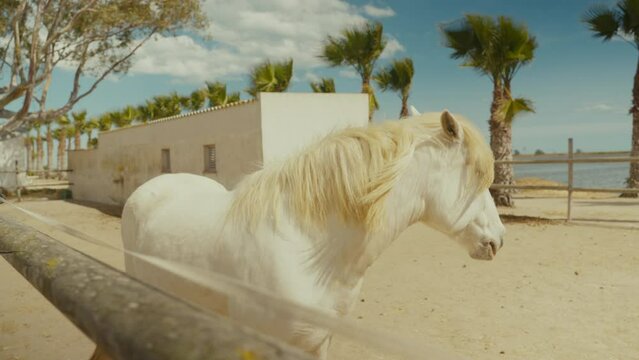 Beautiful white horse on a ranch or farm on a windy day. Albino horse on a pasture. Farm animal in captivity. Wild prairie horses on a finca or horse riding school