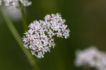 beautiful flower photographed from close up in the meadow