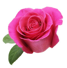 A pink rose isolated on a white background.