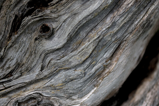 texture of dried old wood