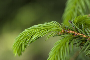 a branch of a coniferous tree with shoots