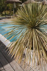 Exotic green palm leaves over swimming pool side with clear blue water. Summer vacation holidays