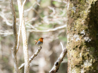 森の中で静かに枝に留まっているコマドリの雄