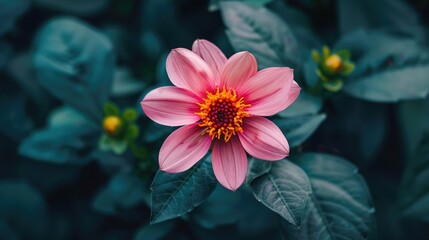 Close-up of a blooming flower in a garden, illustrating the beauty of nature and biodiversity