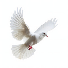 Free flying white dove isolated. symbol of peace isolated on white background, text area, png
