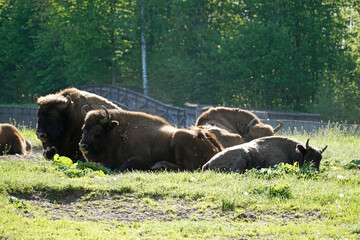 European bisons laying on a grass