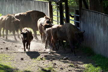Herd of european bisons and wooden fence