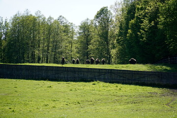 Herd of european bisons on field in a distance