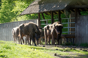 Herd of european bisons and wooden fence