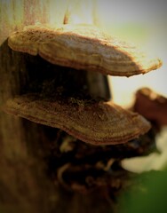 Selective focus mushrooms on a tree trunk. Edible mushrooms.