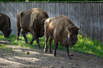 Herd of european bisons and wooden fence