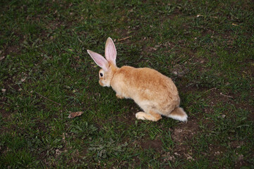 Red rabbit on the grass