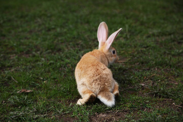 Red rabbit on the grass