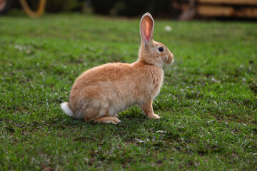 Red rabbit on the grass