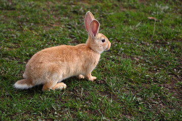 Red rabbit on the grass