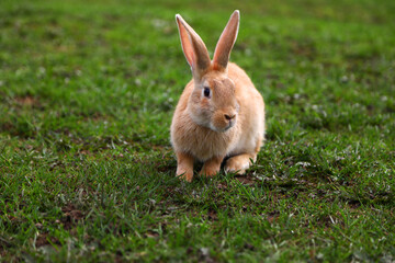 Red rabbit on the grass