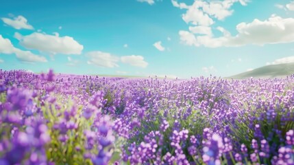Naklejka premium Field of lavender with a clear blue sky, illustrating the beauty and tranquility of natural landscapes