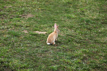 Red rabbit on the grass