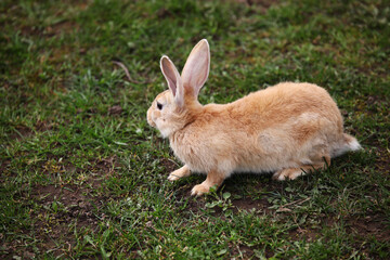 Red rabbit on the grass
