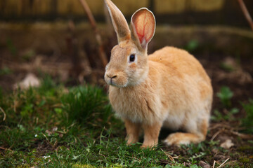 Red rabbit on the grass