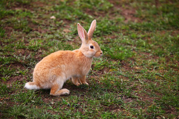 Red rabbit on the grass
