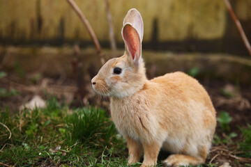 Red rabbit on the grass