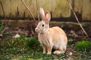 Red rabbit on the grass