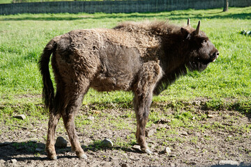 Single european bison standing on field - side view