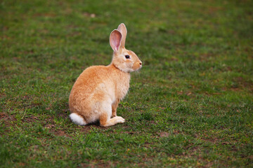 Red rabbit on the grass