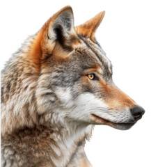 Fototapeta premium Wolf looking on white background