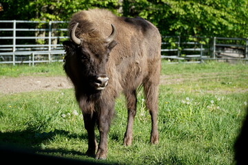 Young european bison on field