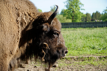 European bison - close-up on head
