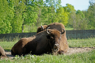European bison laying on a grass